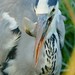 Grey Heron (Ardea cinerea) swallowing a Tilapia ...