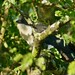 P7050406Pied Cuckoo (Clamator jacobinus) peering out ...