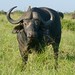 P7050537Cape Buffalo (Syncerus caffer) bull ...