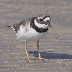 Vogelwelt am Roten Meer April: Sandregenpfeifer