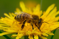 Biene bei der Arbeit - Bee at work