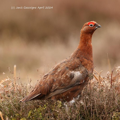 Red grouse cock