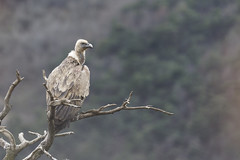 Vautour Fauve - Gyps fulvus - Griffon vulture