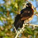 Long-tailed Paradise Whydah (Vidua paradisaea) young male with tail feathers growing ...