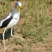 P7050582White-crowned Lapwing (Vanellus albiceps) showing its long carpal spurs ...