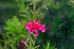 Grevillea juniperina -Spider Flower-