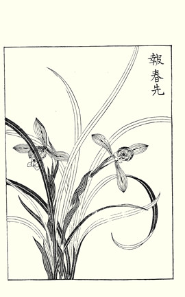Goering's cymbidium orchid