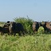 P7050551Cape Buffaloes (Syncerus caffer) herd ...