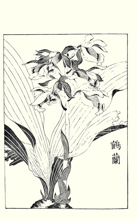 Crane orchid