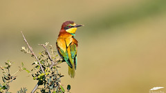 Bee-eater - Abelharuco