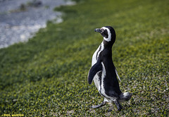 Magellenic penguin colony on Martillo Island, Patagonia Argentina