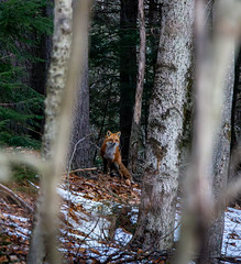 IMG_1798 - Color - Crop and Enhance - Enhanced_NR - Red Fox Across from Shellcamp Lake No21