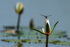 2012_04_01 | Dragonfly_On_Lilly-2.jpg