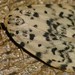 Lichen Moth (Siccia sordida)