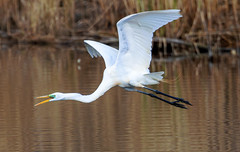 Great Egret Flying- High Park