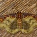 Geometrid Moth (Syngatha argyropasta)