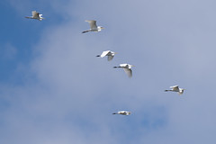 Great Egrets in Formation