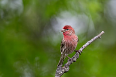 Red Posing in Springtime Bokeh