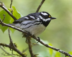 Black-throated Gray Warbler- 2024 - 001- (EOS R7_9999_145)