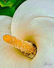 Contours of a lily