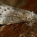 Unidentified Moth (Id ?)