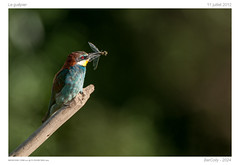 Le guêpier | Bee-eater