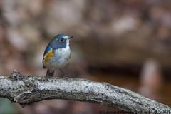 Red-flanked bluetail (Tarsiger cyanurus) ルリビタキ