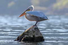 With a 3m wingspan this Dalmatian Pelican is definitely King of the castle!