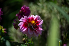 flower (dahlia pinnata)