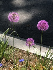 Purple flowers, sidewalk garden, Connecticut Avenue NW, Van Ness, Washington, D.C.