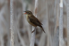The return of some Sedge Warblers to Letham Pools