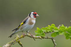 European Goldfinch 'Carduelis carduelis'