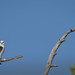 Black-shouldered Kite: Pairing