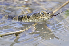 Common Water Snake! Insect hitchin a ride!