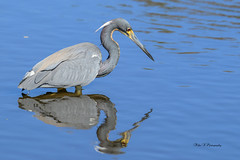 Tricolored heron and reflection