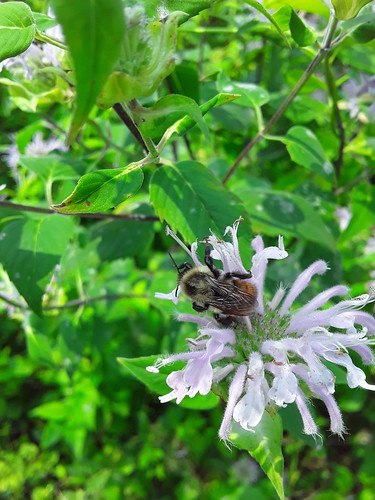 Common Eastern Bumble Bee (Bombus impatiens) [Aberrant Worker]