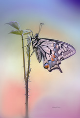Papilio machaon - Linnaeus 1758