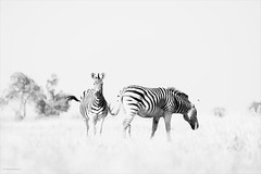 Plains Zebras on the grasslands of the Okavango Delta