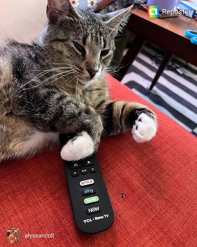 Carmen is looking to curl up with you ... and the remote. Let us know if you're interested in the me