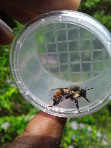Common Eastern Bumble Bee (Bombus impatiens) [Aberrant Worker]