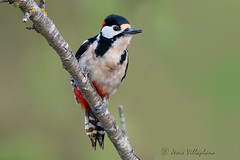 Picot garser gros/Pico picapinos/Great Spotted Woodpecker (Dendrocopos major)