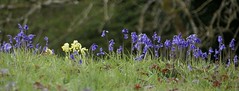 Cowslips and bluebells