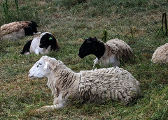 April 24: Goats