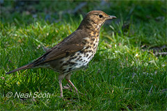 Songthrush in the sun