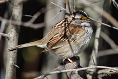 1.29721 Bruant à gorge blanche / Zonotrichia albicollis / White-throated Sparrow