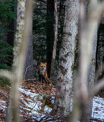 IMG_1799 - Color - Crop and Enhance - Enhanced_NR - Red Fox Across from Shellcamp Lake No22