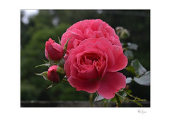 Rainy Day Rose (Uetersen)