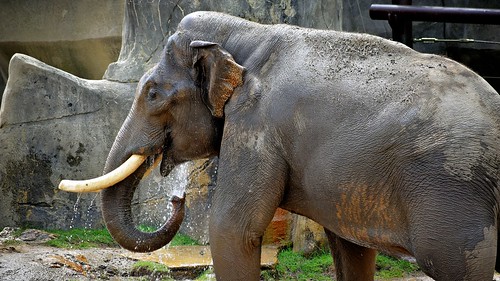 Male Asian elephant Sabu