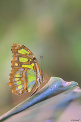 Papillon Malachite