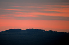 sunset treeline
